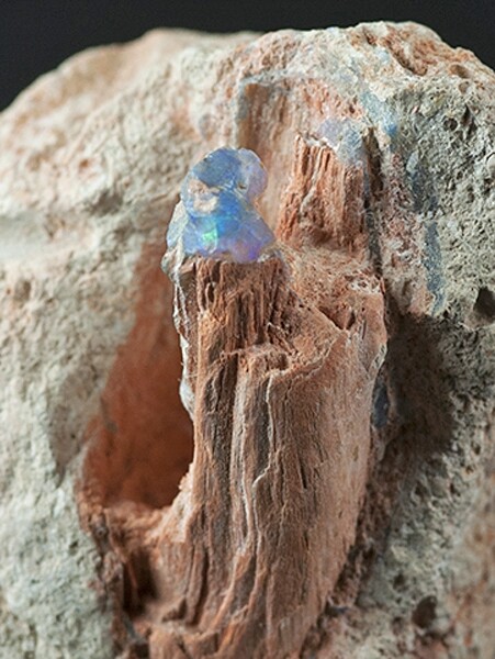 opalized dinosaur skull