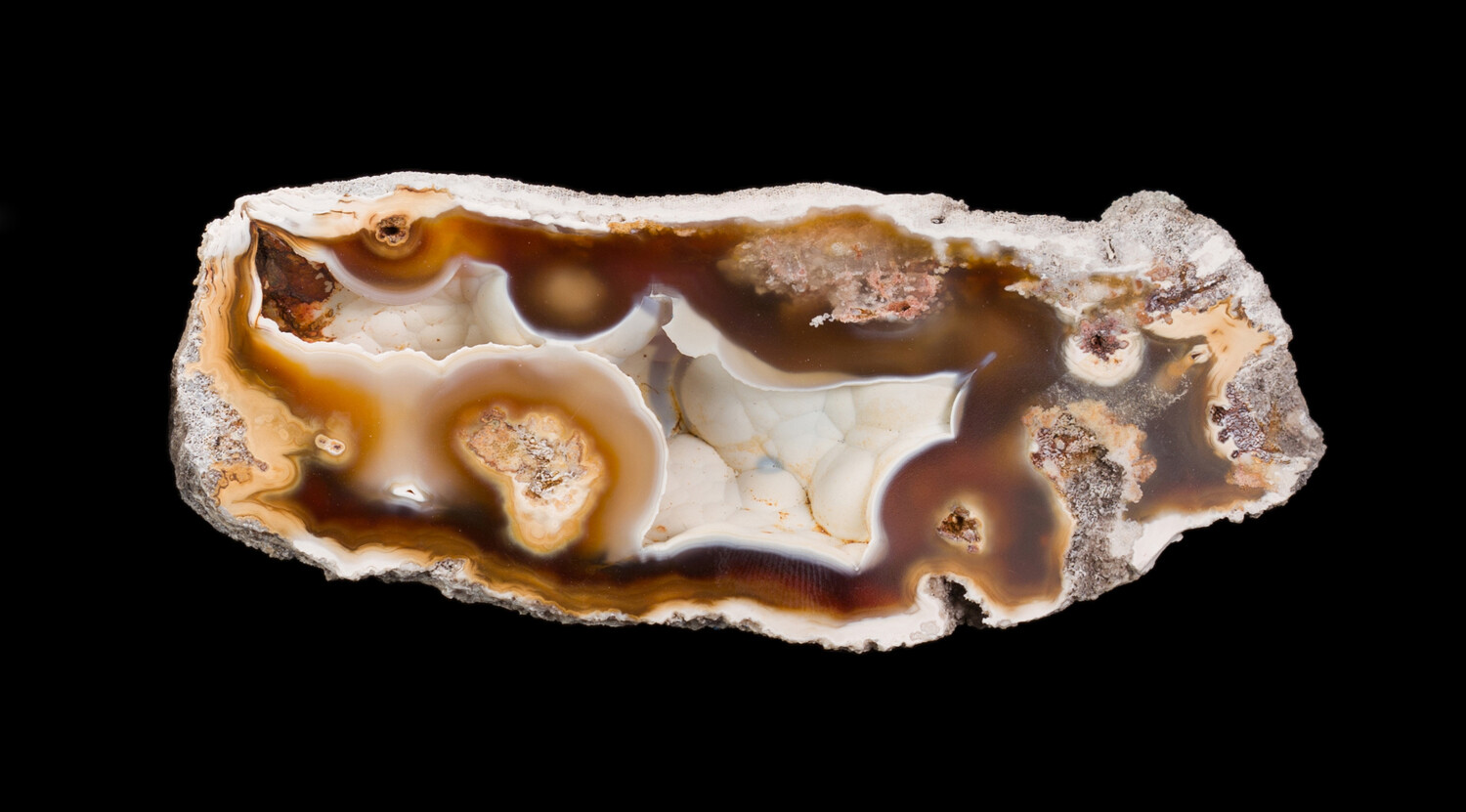 Agatized fossil Coral pair (Chalcedony) Hauck Coll. | Tampa Bay ...