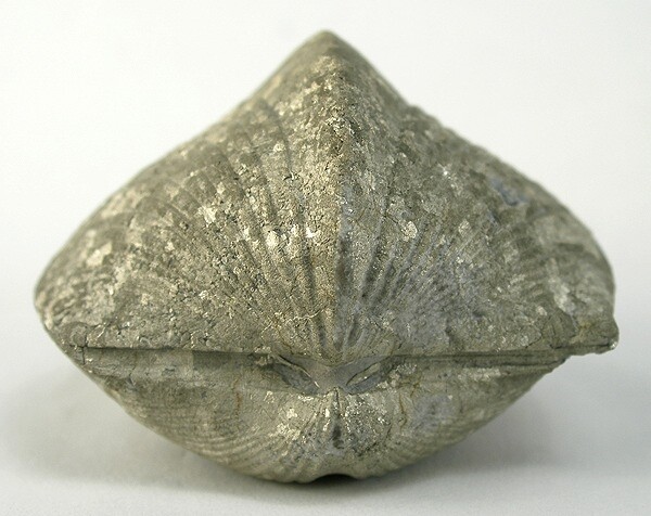 Pyritized Brachiopod (Spirifer Sp.) | Sylvania, Lucas Co., Ohio