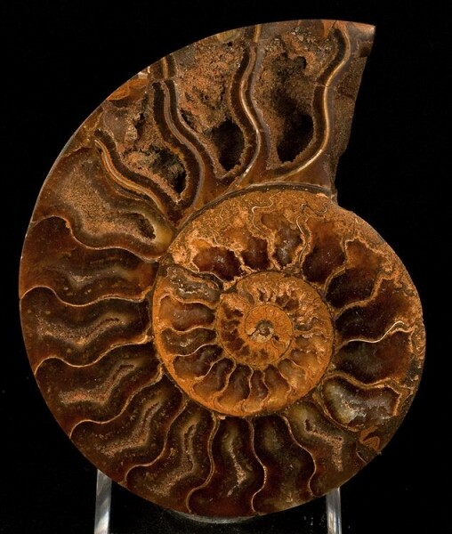 Fossil Ammonite (Cretaceous Period) | Madagascar