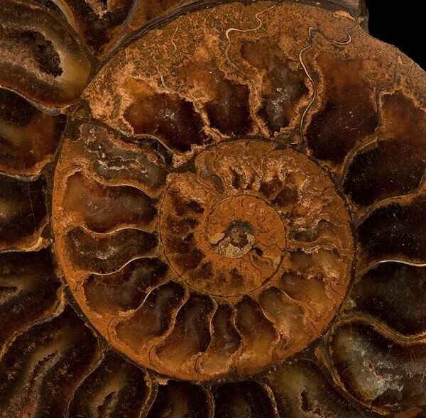 Fossil Ammonite (Cretaceous Period) | Madagascar