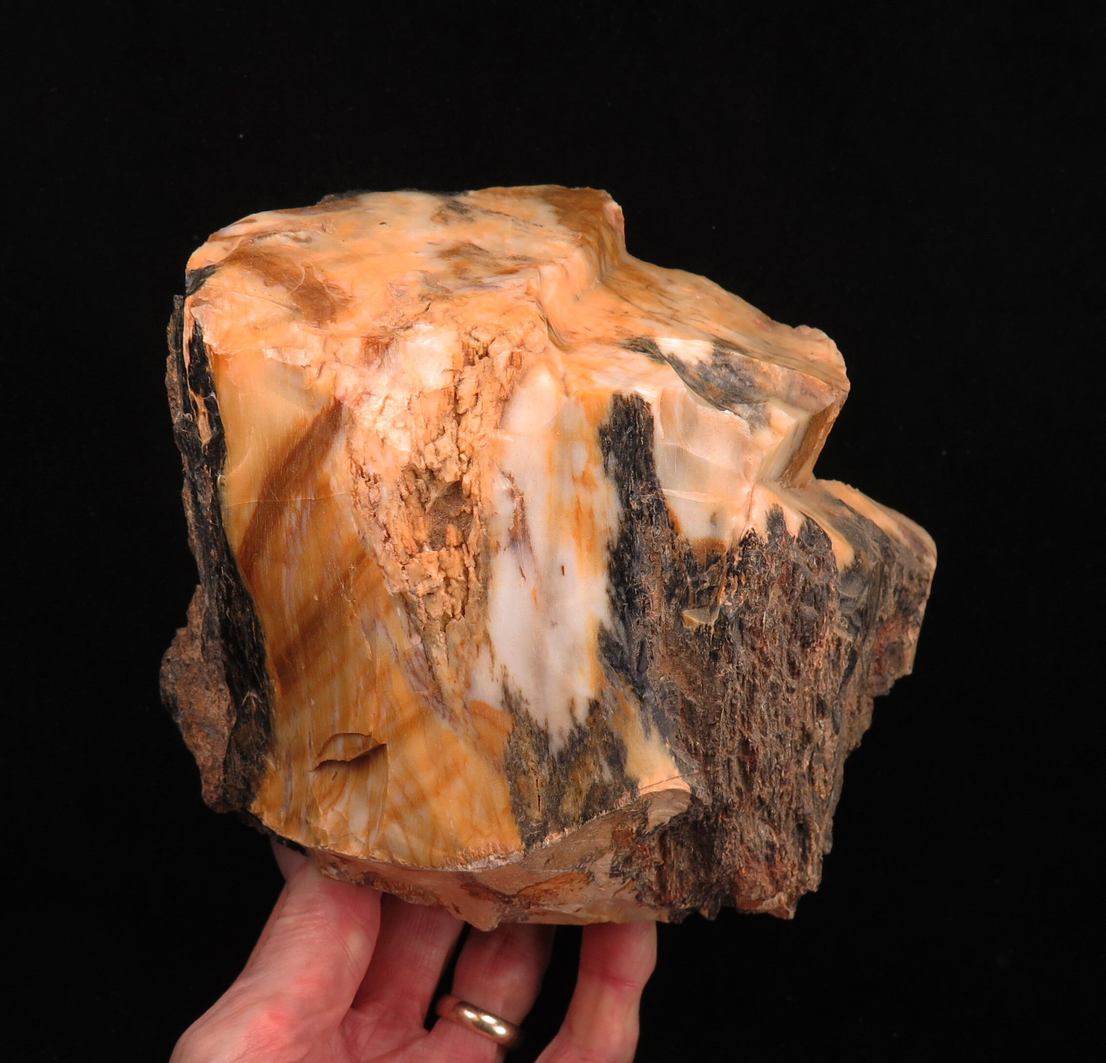 large Opalized Wood (RARE locale & self-collected by Chet Lemanski ...