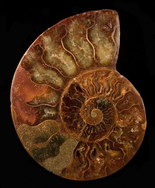 Large Fossil Ammonite (Cretaceous Period) | Morondava, Tulear Province ...